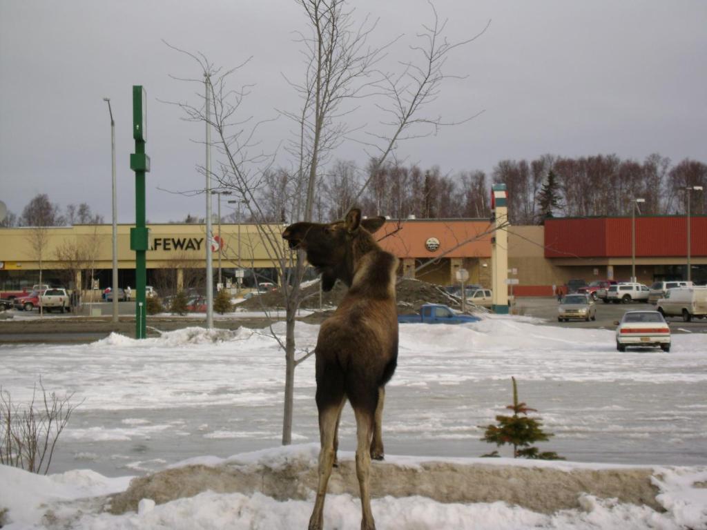 Aspen Hotel Soldotna Bagian luar foto